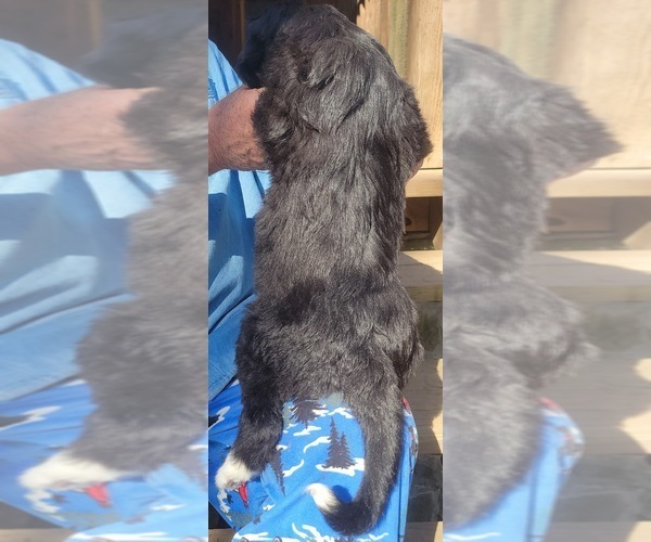Medium Photo #24 Great Bernese-Poodle (Standard) Mix Puppy For Sale in JONESVILLE, VA, USA