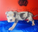 Small #1 American Bully