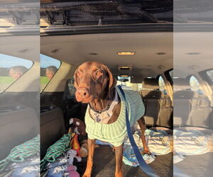 Doberman Pinscher Dogs for adoption in Minneaoplis, MN, USA