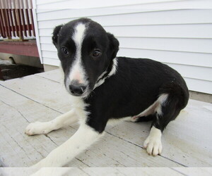 Border-Aussie Puppy for sale in ADRIAN, MI, USA