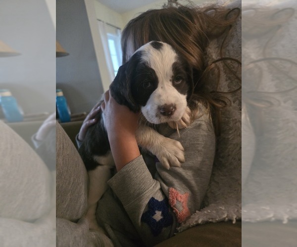 Medium Photo #4 English Springer Spaniel Puppy For Sale in JONESBOROUGH, TN, USA