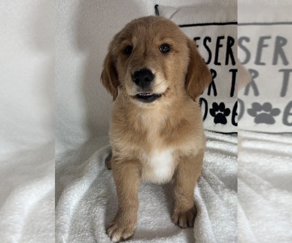 Medium Photo #1 Golden Retriever Puppy For Sale in GREENFIELD, IN, USA