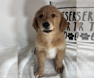 Golden Retriever Puppy for sale in GREENFIELD, IN, USA