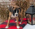 Small Photo #7 Boxer Puppy For Sale in GOSHEN, IN, USA