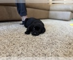 Small #54 Labrador Retriever
