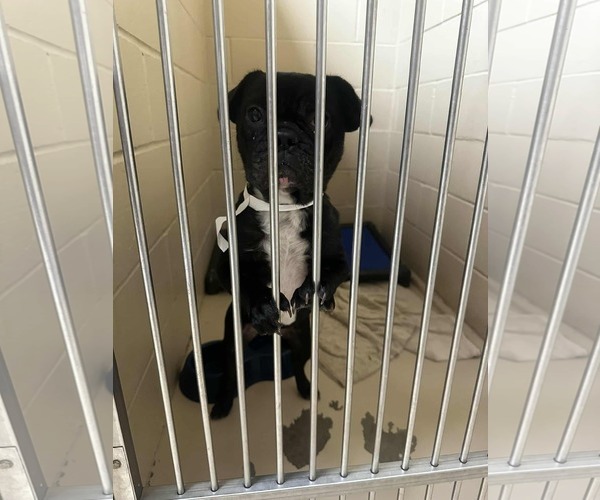 Medium Photo #3 Buggs Puppy For Sale in Princeton, MN, USA