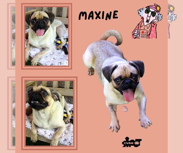 Medium Photo #1 Pug Puppy For Sale in Lindsay, CA, USA