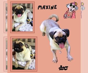 Pug Dogs for adoption in Lindsay, CA, USA