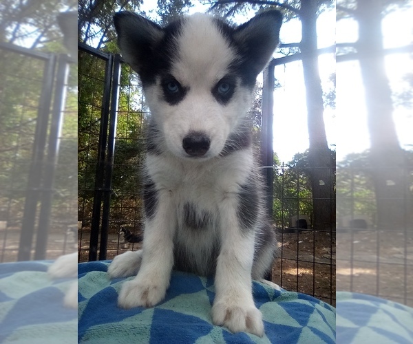 Medium Photo #1 Siberian Husky Puppy For Sale in FLORENCE, SC, USA