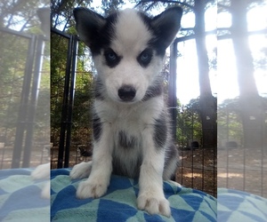 Siberian Husky Puppy for sale in FLORENCE, SC, USA
