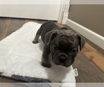 Small Photo #10 French Bulldog Puppy For Sale in OLYMPIA, WA, USA