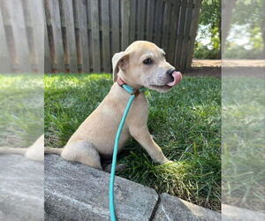 Labrador Retriever-Unknown Mix Dogs for adoption in Fairfax, VA, USA