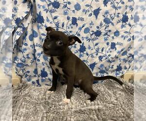 Mutt Dogs for adoption in Modesto, CA, USA