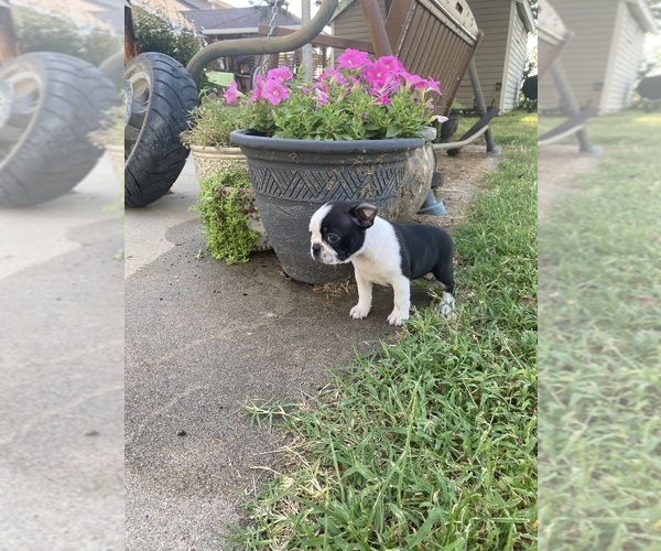 Medium Photo #14 Boston Terrier Puppy For Sale in FREDONIA, KS, USA