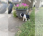 Small #13 Boston Terrier