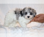 Small #15 ShihPoo