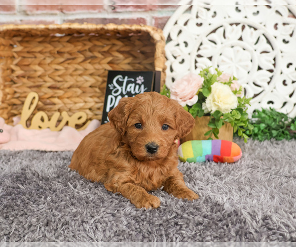 Medium Photo #4 Goldendoodle Puppy For Sale in SYRACUSE, IN, USA