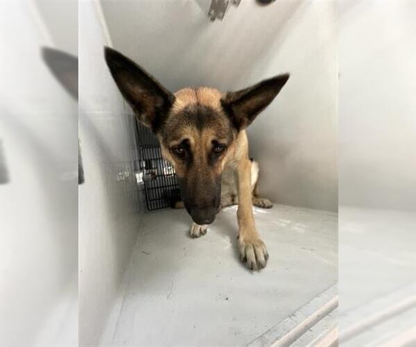 Medium Photo #1 German Shepherd Dog Puppy For Sale in Houston, TX, USA