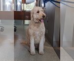 Small Photo #1 Goldendoodle Puppy For Sale in Glendale , AZ, USA