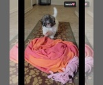 Small #2 Havanese