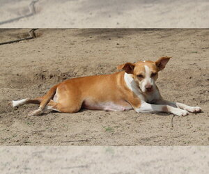 BETTY - Female Labrador Retriever Dog for Adoption - Photo #2