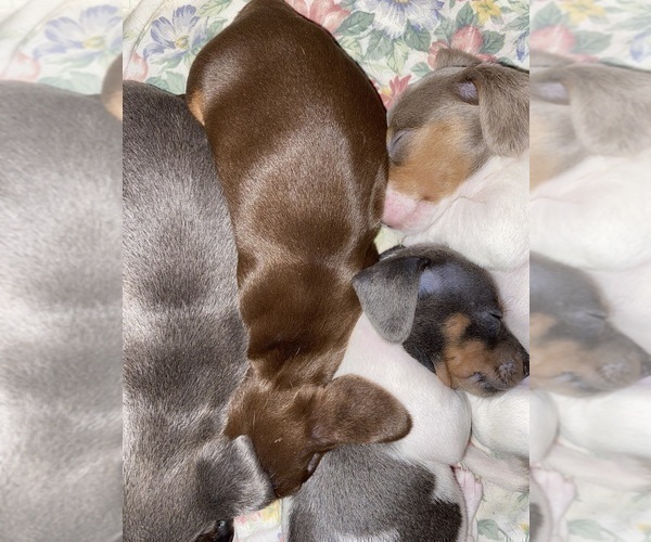 Medium Photo #11 Dachshund Puppy For Sale in LUBBOCK, TX, USA