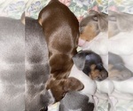 Small #10 Dachshund