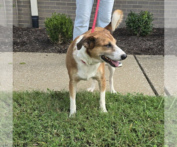 Medium Photo #4 Mutt Puppy For Sale in Evansville, IN, USA