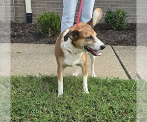 Shell - Female Mutt Dog for Adoption - Photo #4