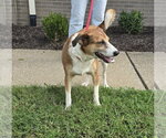 Small Photo #4 Mutt Puppy For Sale in Evansville, IN, USA