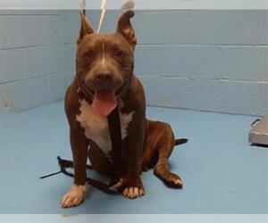 American Pit Bull Terrier Dogs for adoption in Moreno Valley, CA, USA