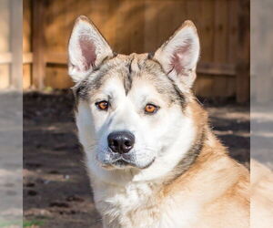 Alaskan Malamute Dogs for adoption in Omaha, NE, USA