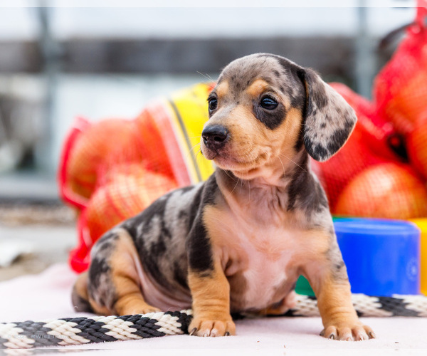 Medium Photo #29 Dachshund Puppy For Sale in WAKARUSA, IN, USA