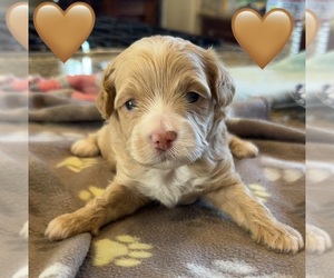 Maltipoo (Toy) Puppy for sale in CARLSBAD, CA, USA