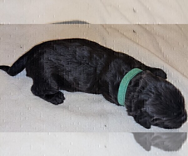 Medium Photo #8 Labradoodle Puppy For Sale in JOPLIN, MO, USA