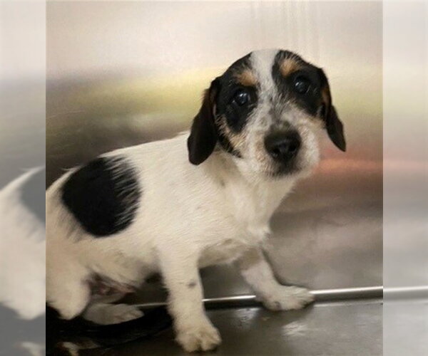 Medium Photo #1 Norfolk Terrier-Unknown Mix Puppy For Sale in Fayetteville, NC, USA