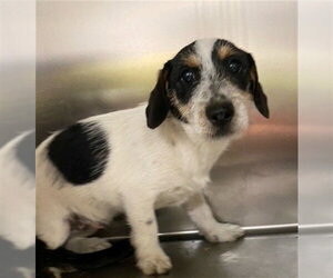 Norfolk Terrier-Unknown Mix Dogs for adoption in Fayetteville, NC, USA