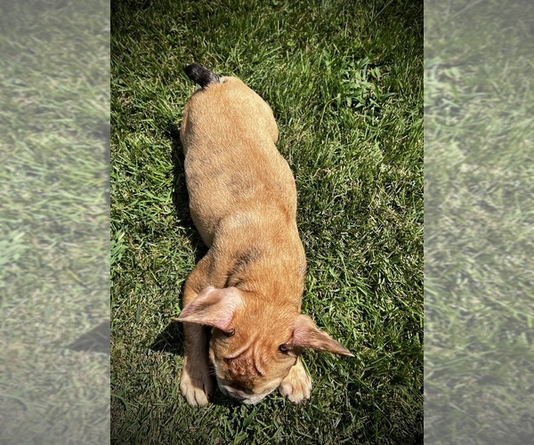 Medium Photo #2 French Bulldog Puppy For Sale in RADCLIFF, KY, USA