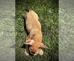 Small #1 French Bulldog