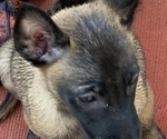 Small Photo #34 Belgian Malinois Puppy For Sale in HARKER HEIGHTS, TX, USA