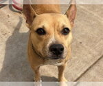 Small Rat Terrier Mix