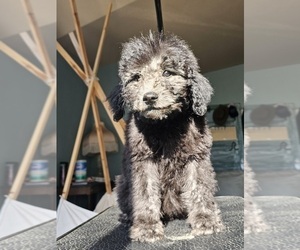 Goldendoodle Puppy for sale in THE DALLES, OR, USA