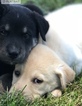 Small Labrador Retriever-Siberian Husky Mix