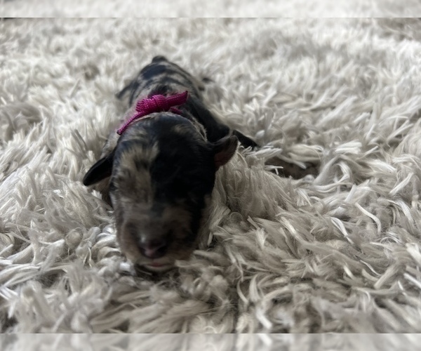 Medium Photo #11 Bernedoodle Puppy For Sale in GILBERT, AZ, USA