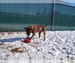 MARLEY - Female Mutt Dog for Adoption