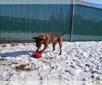 MARLEY - Female Mutt Dog for Adoption - Small photo