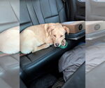 Small #2 Labrador Retriever Mix