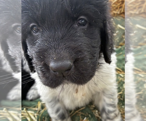 Medium Photo #8 Newfoundland Puppy For Sale in SAXTONS RIVER, VT, USA