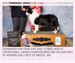 Small #8 Border Collie