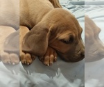 Small Photo #2 Cane Corso Puppy For Sale in DENVER, CO, USA